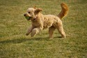 Goldendoodle - mieszanka golden retrivera i pudla