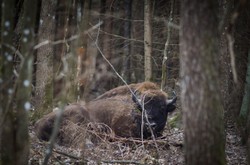 Żałoba u zwierząt. Ekspertka: W przeżywaniu emocji są do nas bardzo podobne