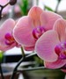 A kertész anyósomtól tudom: bámulatos virágai lesznek az orchideának, ha ezt adod a locsolóvízéhez