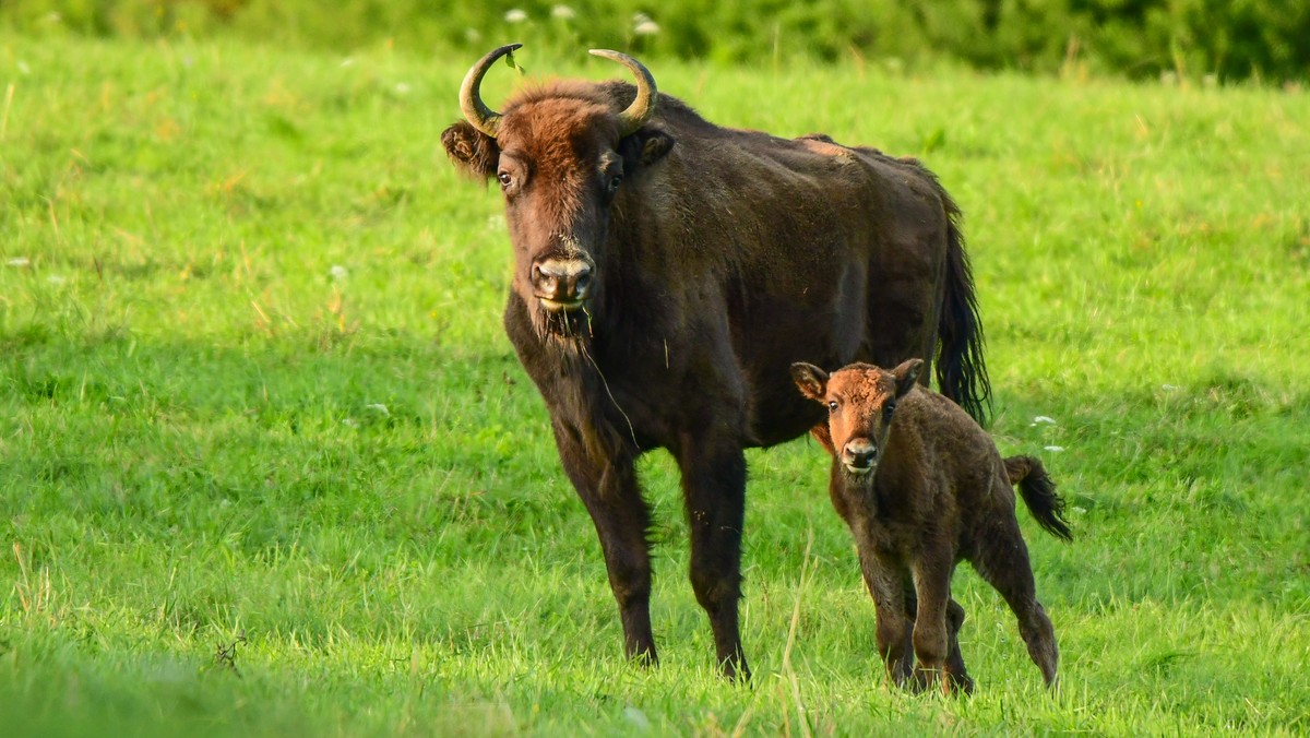 Bieszczady: Rośnie liczba żubrów. Zwierzęta powodują więcej szkód w rolnictwie