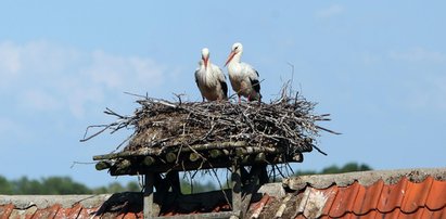 Nie uwierzysz! Bociany produkują glebę!