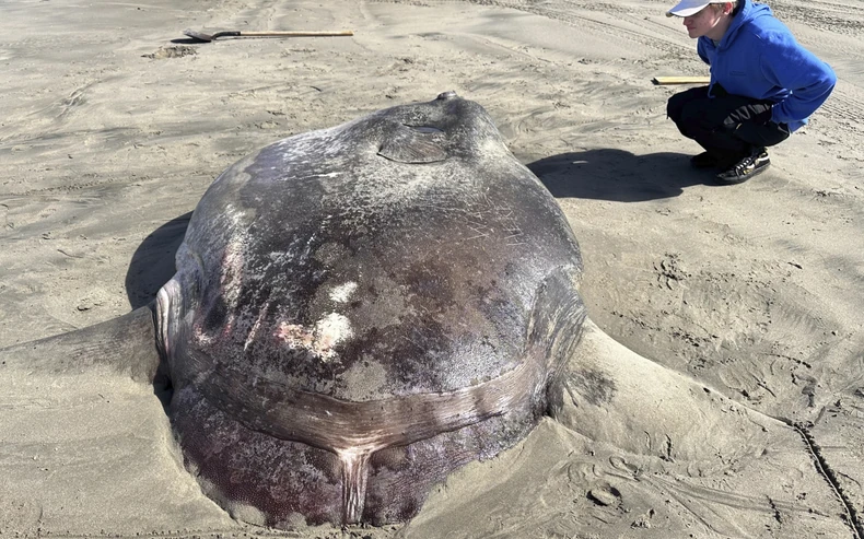Retka riba na plaži u Oregonu
