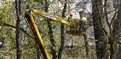 Obcinał gałęzie, stracił rękę. Jest wyrok