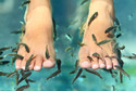 Fish pedicure