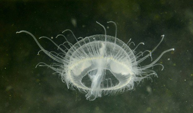 Slatkovodna meduza