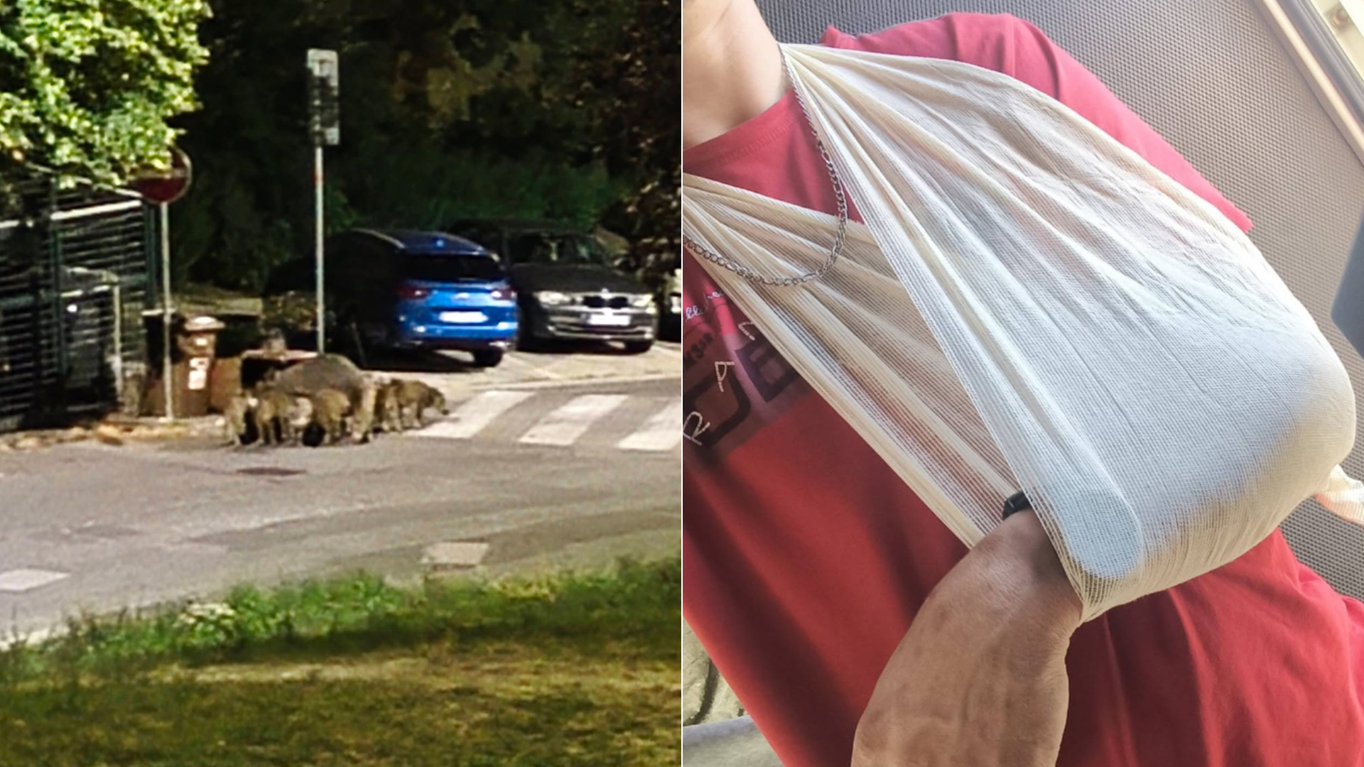 Bratislavčan sa stretol s nebezpečnými diviakmi.