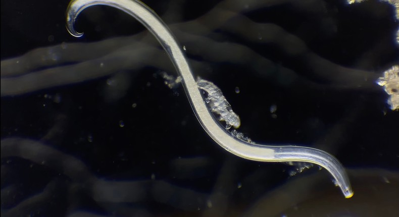 A tardigrade rides a nematode, in a screengrab from the award-winning video.Quinten Geldhof