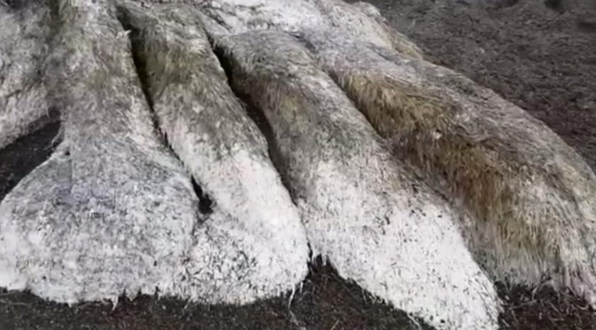 Tajemniczy stwór znaleziony na plaży na półwyspie Kamczatka