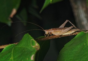 Zrikavac