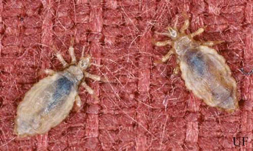 Pediculus humanus, wesz ludzka