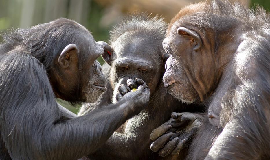 "Na, és akkor ott volt az a kígyó..." A csimpánzok szavakat használnak, és azokat képesek bonyolultabb kifejezésekké és mondatokká kombinálni. Az állati kommunikáció feltárása a különféle fajok sokkal mélyebb megértéséhez vezethet. / Fotó: NorthFoto