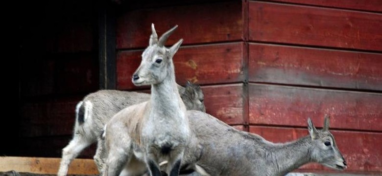 Wrocław: niebieskie owce w zoo