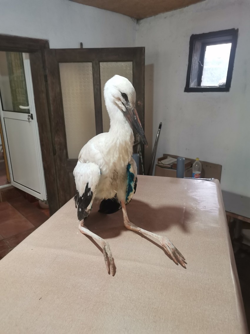 Učenici dali mladuncu rode ime Sava