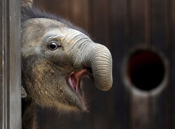Słodkie słoniątka atrakcją zoo
