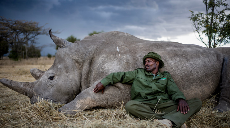 ﷯Megható pillanat: a vadőr, Zakaria Kipkirui megpihen barátjával egy nehéz nap után /Fotó: Northfoto