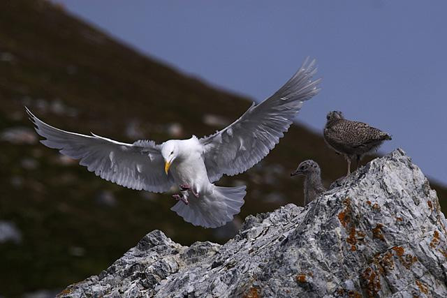Galeria Wystawa polarnej fotografii przyrodniczej "Ptaki Spitsbergenu", obrazek 27
