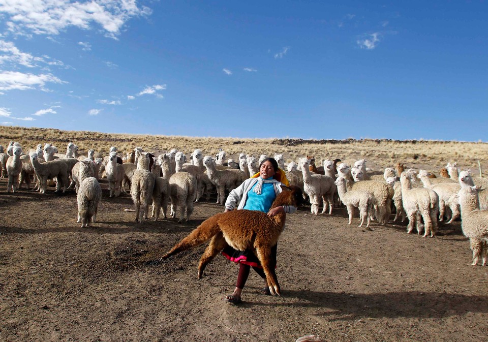 Shepherds Julian and Felipa Rojo catch alpacas for a routine check-up at a range in the Andean community of Upis at the highlands of Cuzco