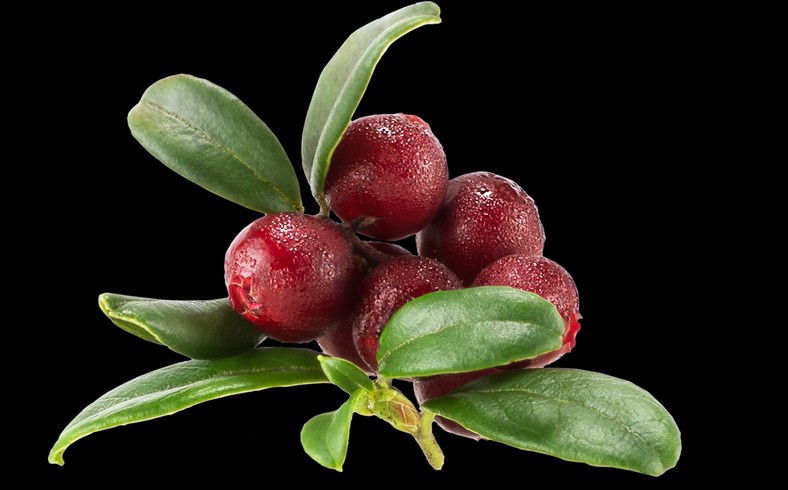 Lingonberry