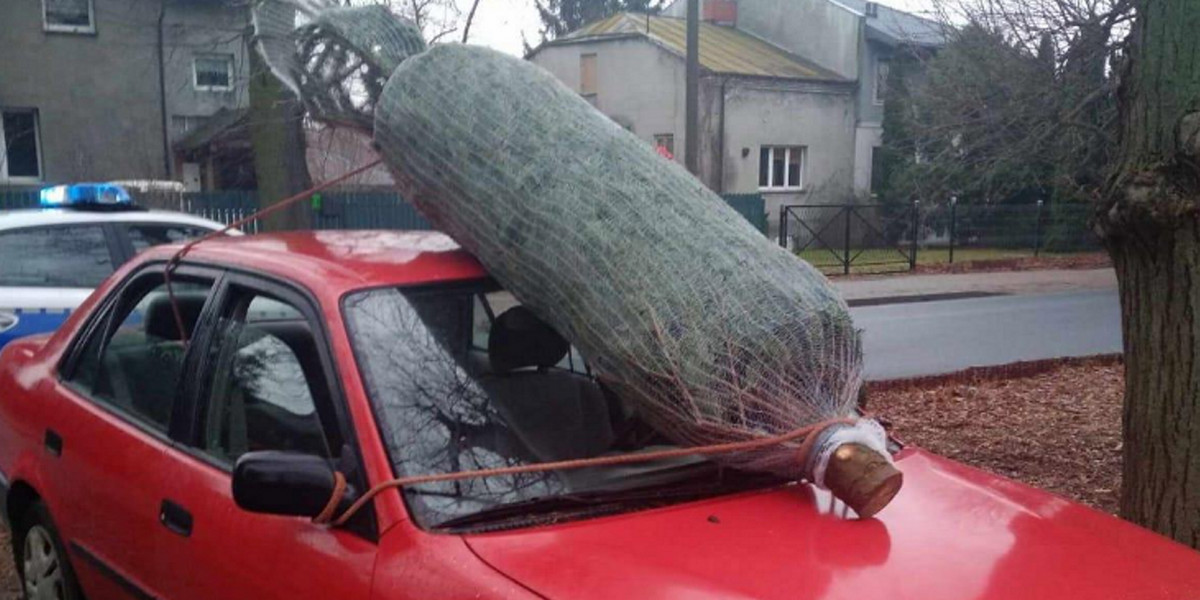Mieszkaniec powiatu pruszkowskiego kupił choinkę, a potem wiózł ją na przedniej szybie auta.