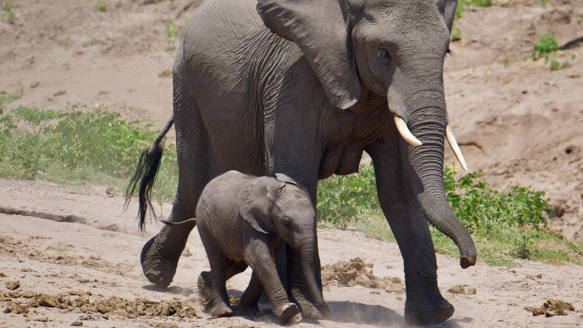 Botswana: sprzedają licencje na zabijanie słoni