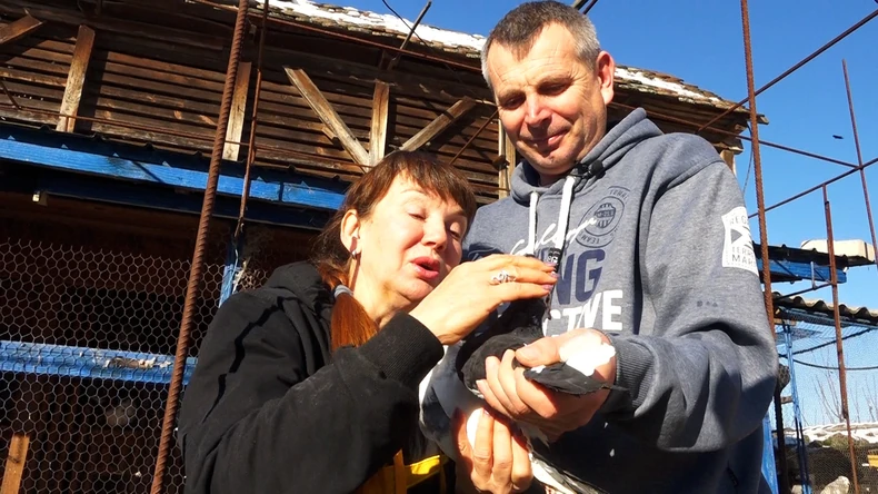 Šampione ima i Pera, ali visokoletače. Gaji golubove, vodi udruženje i osvaja nagrade na takmičenjima