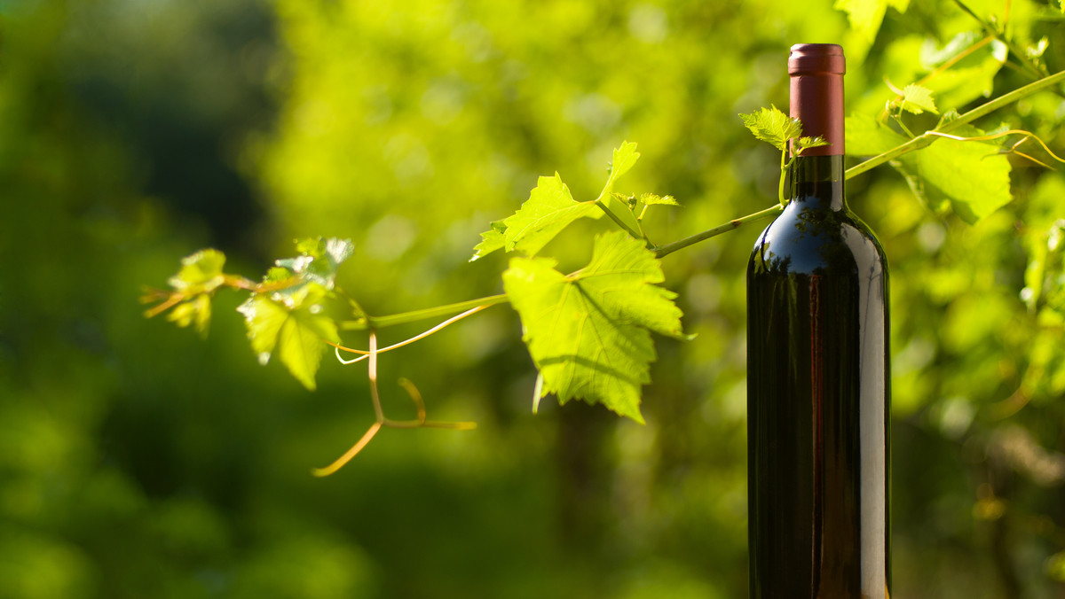 Wina ekologiczne coraz bardziej popularne. Czym się charakteryzują?