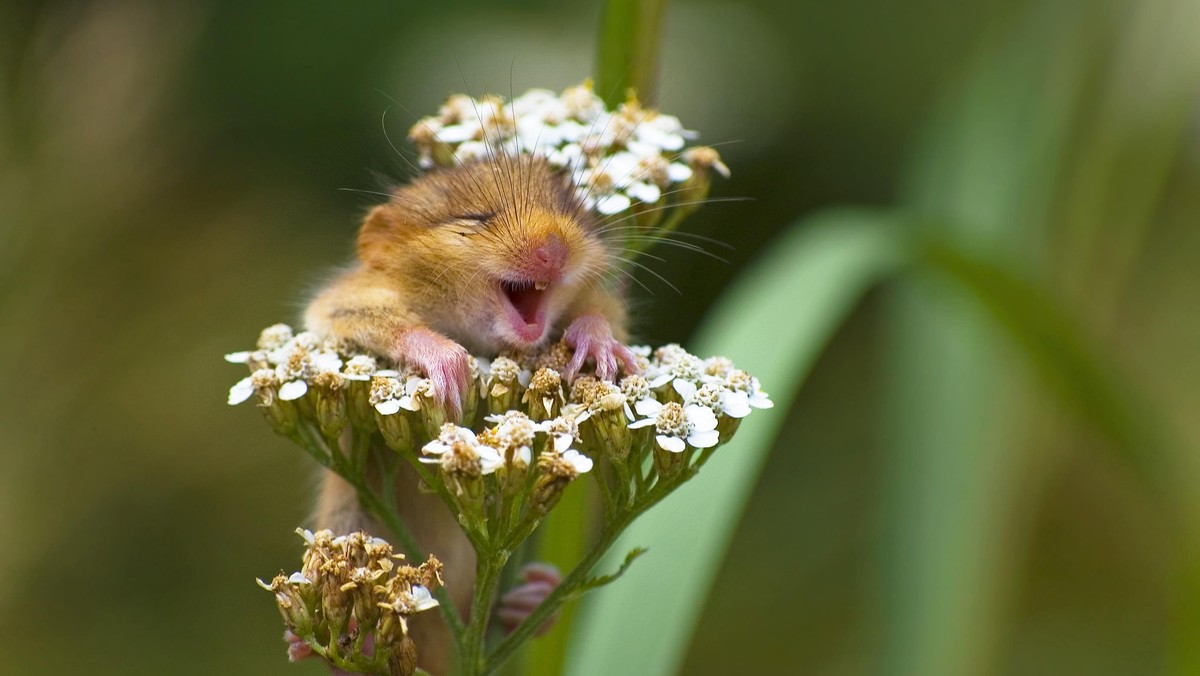 2017 Comedy Wildlife Photography Winners