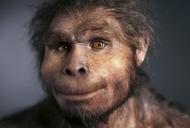 Homo erectus znany jako Java Man, rekonstrukcja wykonana przez rzeźbiarkę Élisabeth Daynès na podstawie skamieniałości odnalezionej na stanowisku paleoantropologicznym Sangiran na Jawie w 1969 r.