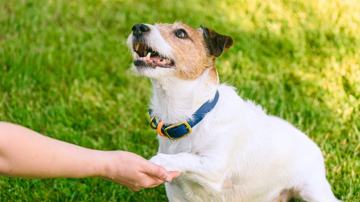 Sud dosudio 5.000 evra vlasniku psa nakon što je njegov ljubimac pregažen