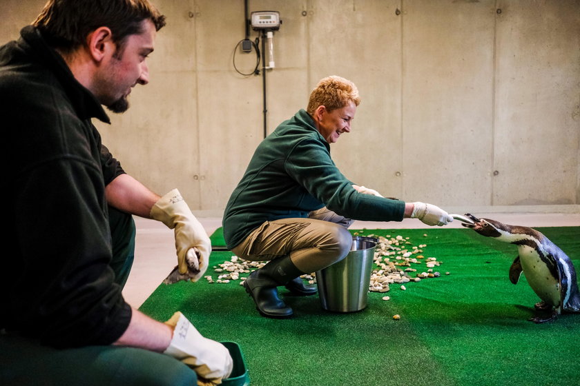 Chorzów. Śląski Ogród Zoologiczny po 43 latach ma pingwiny