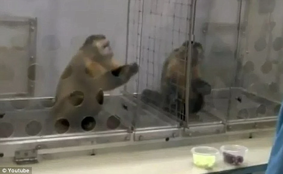 Zbog ove nepravde se levi majmun razbesneo