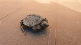 Harapós teknősbébit fogtak Délegyházán: nem is hinné, milyen veszélyes – fotó