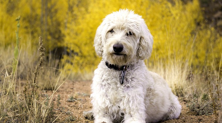 Labradoodle