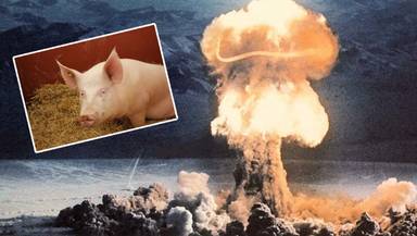 Co łączy 1200 świń w mundurach z atomówkami? Oto operacja Plumbob
