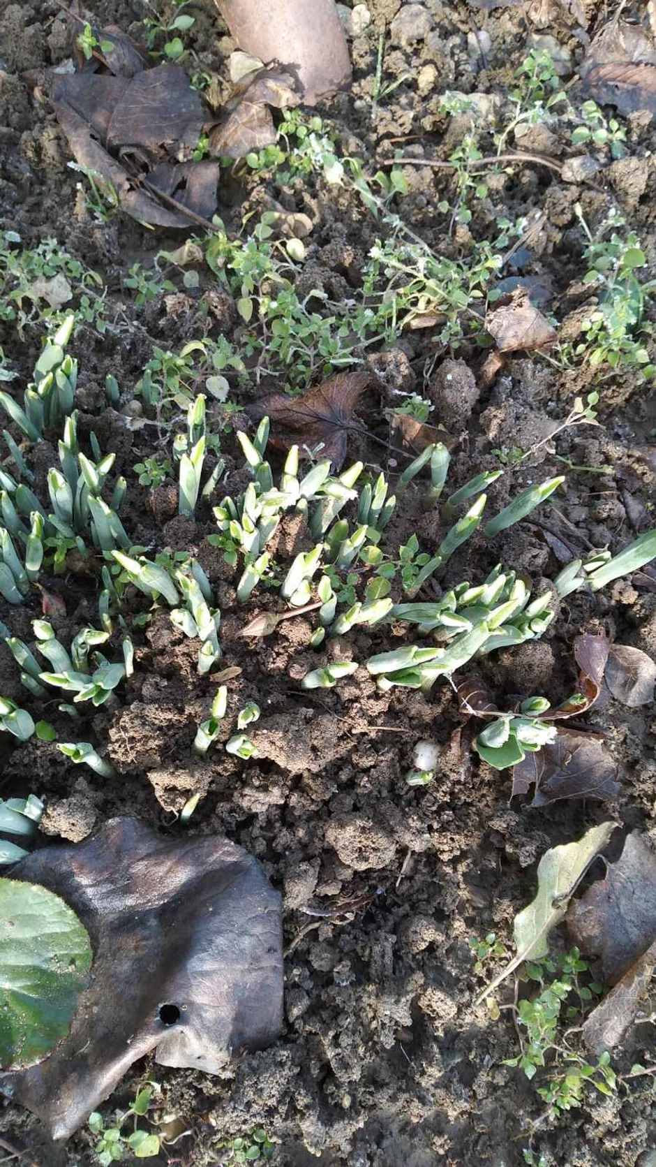 Visibabe procvetale u Leštanima