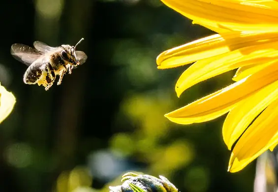 Śnią ci się owady? Uwaga! Twoja podświadomość chce ci przekazać coś ważnego