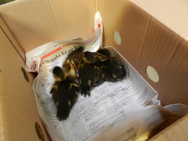 Ptaki ratowane w klinice Ptasi Azyl w warszawskim ZOO 