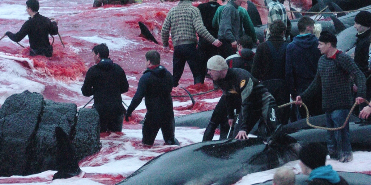 A whaling day near the town of Torshavn on the Faroe Islands in 2011.