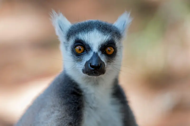 Lemur