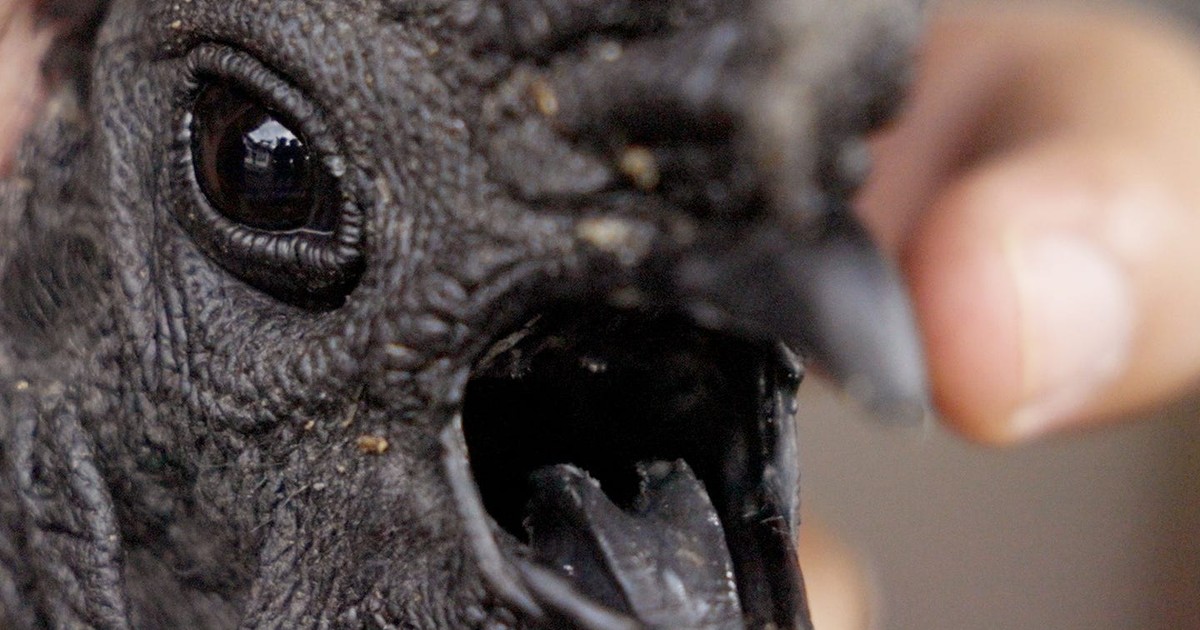 Why Ayam Cemani chickens are so expensive Business Insider Africa