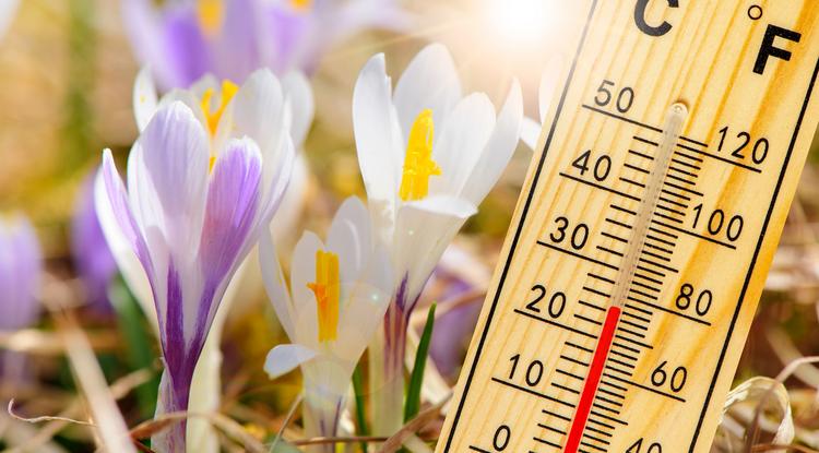 Ekkor jön az igazi tavasz. Fotó: Shutterstock