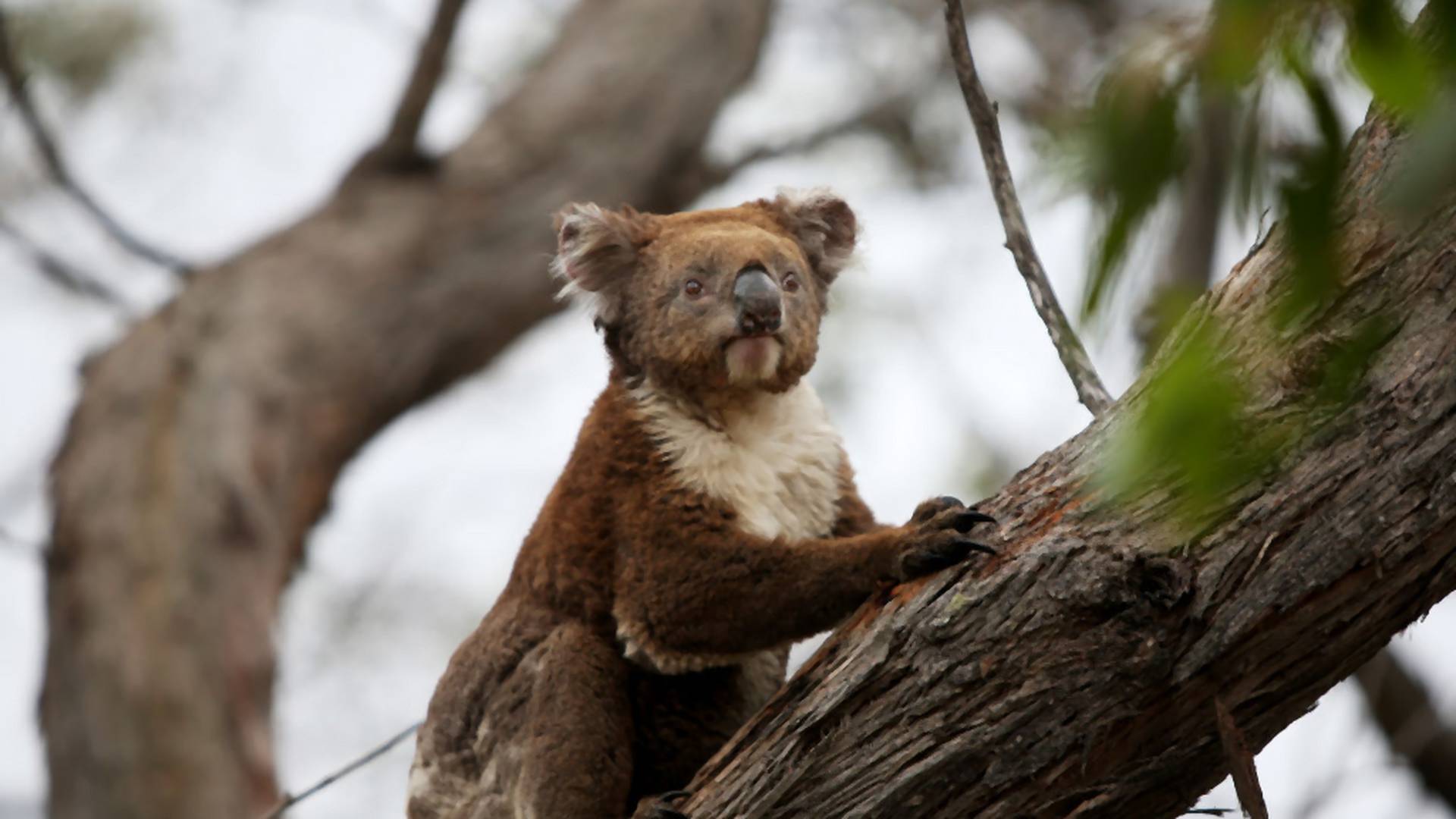 Misie koala zagrożone wyginięciem. Do 2050 mogą zniknąć z części Australii