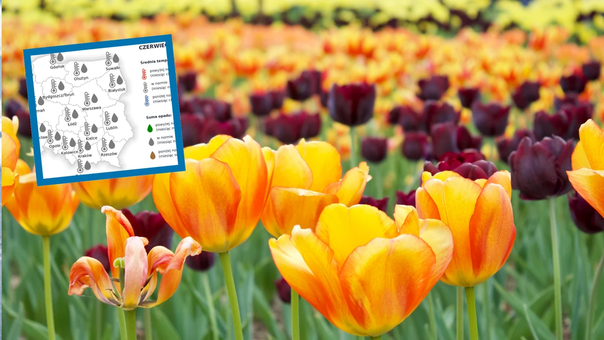 Wiosna 2025 będzie cieplejsza niż zwykle? Prognoza długoterminowa