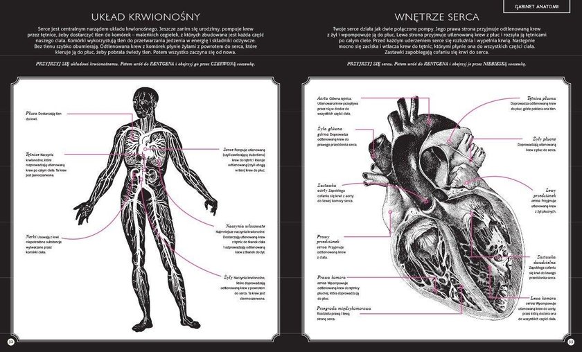 "Gabinet anatomii"