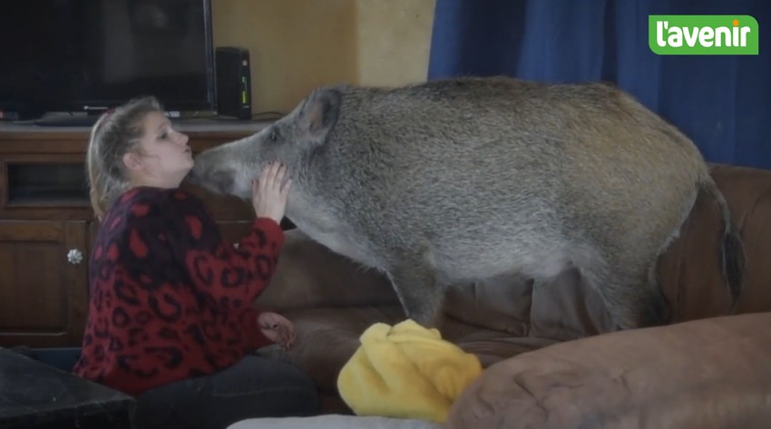 Belgijski par drži vepra kao kućnog ljubimca