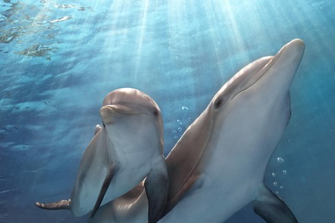 Dolphin Tale 2