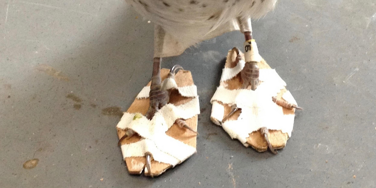 Dzięki specjalnym butom, ptaszek bedzie mógł normalnie chodzić