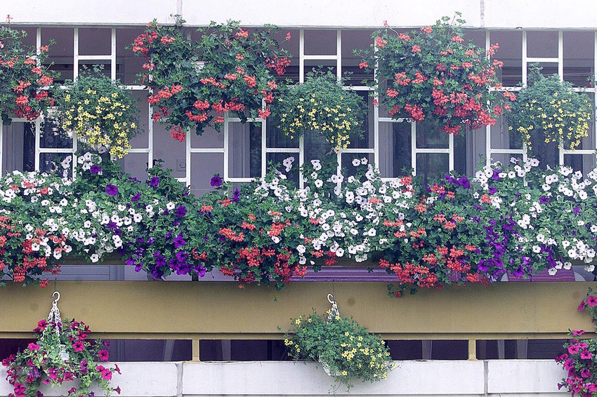 Terase prepune cveća