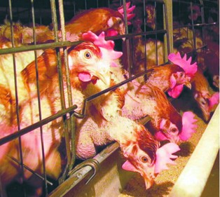 Jajka zdrożeją, za to kury będą je znosić w spokoju i luksusie