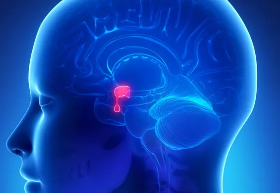 Przysadka mózgowa – lokalizacja i funkcje, choroby